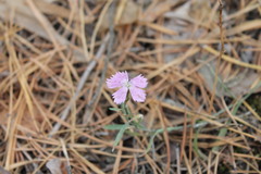 Dianthus campestris