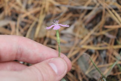 Dianthus campestris