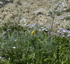 Artemisia furcata
