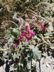 Proboscidea fragrans