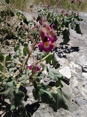 Proboscidea fragrans