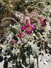 Proboscidea fragrans