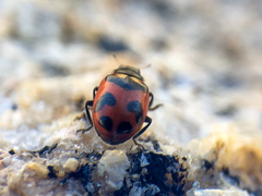 Hippodamia oregonensis
