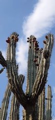 Pachycereus weberi