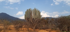 Pachycereus weberi
