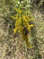Sphex flavovestitus