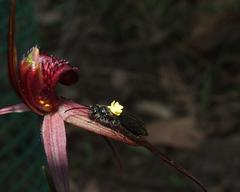 Caladenia clavescens