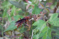 Poecilopompilus algidus