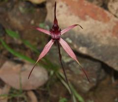 Caladenia clavescens