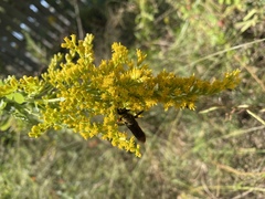 Sphex flavovestitus