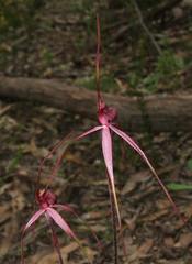 Caladenia clavescens