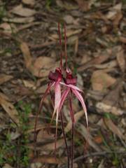 Caladenia clavescens
