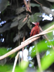 Chestnut Woodpecker photo 3