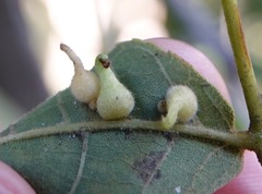 Caryomyia ansericollum