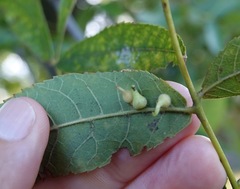 Caryomyia ansericollum