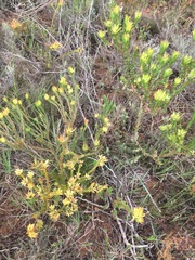 Leucadendron stelligerum