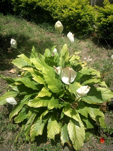 Image of Spathiphyllum wallisii by (c) Eva Li, some rights reserved (CC BY)