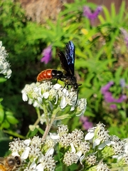 Scolia dubia haematodes