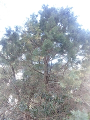 Callitris glaucophylla