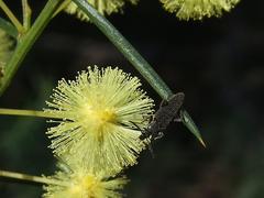 Acacia genistifolia