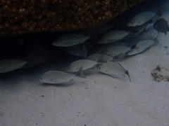 Haemulon maculicauda