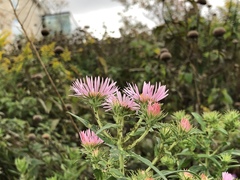 Symphyotrichum novae-angliae