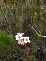 Erica ampullacea