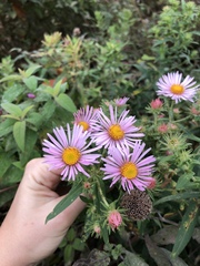 Symphyotrichum novae-angliae