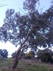 Eucalyptus blakelyi