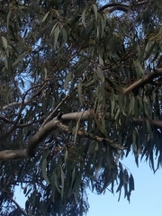 Eucalyptus blakelyi