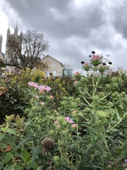 Symphyotrichum novae-angliae