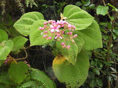 Miconieae