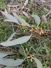 Eucalyptus blakelyi