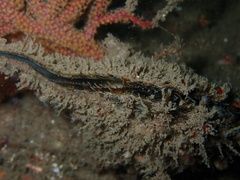 Pteria sterna