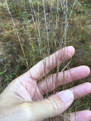 Aristida longespica