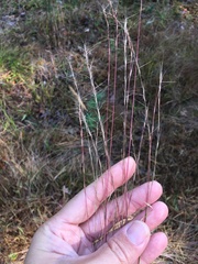 Aristida longespica