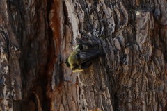 Laphria affinis