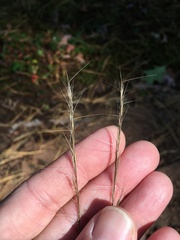 Aristida longespica