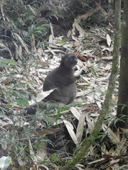 Prolemur simus