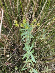 Hypericum kalmianum