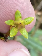 Hypericum kalmianum
