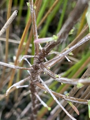 Hypericum kalmianum