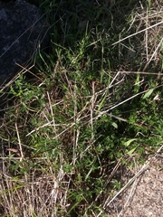 Gonocarpus elatus