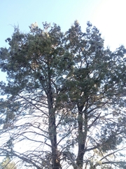 Callitris glaucophylla