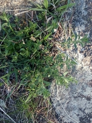 Gonocarpus elatus
