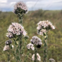 Lobostemon capitatus