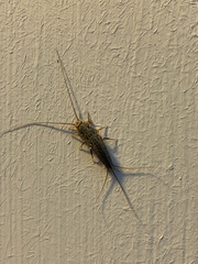 Ctenolepisma lineatum