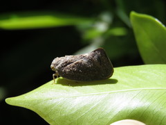 Metcalfa