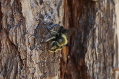 Laphria affinis