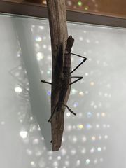 Pygirhynchus toledopizai